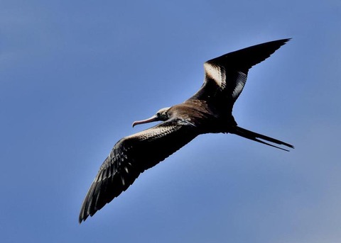 オオグンカンドリ2423