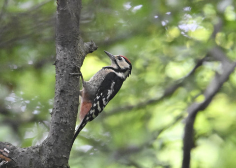 アカゲラ幼鳥8990