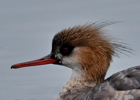 ウミアイサ♀6182-02
