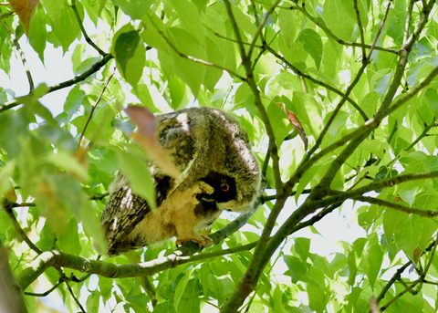 トラフズクのヒナ③9396