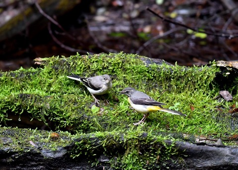 キセキレイ幼鳥8226
