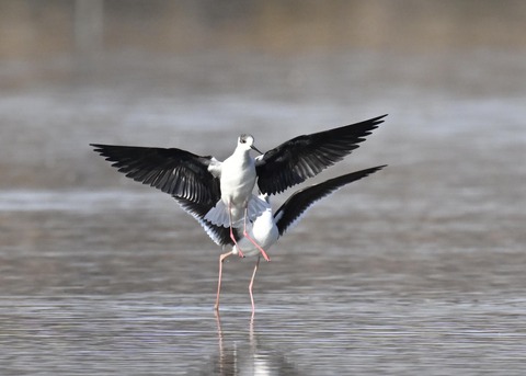 セイタカシギ6072