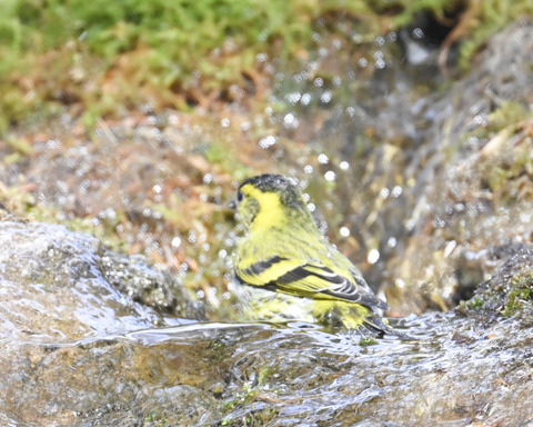 マヒワの水浴び9919
