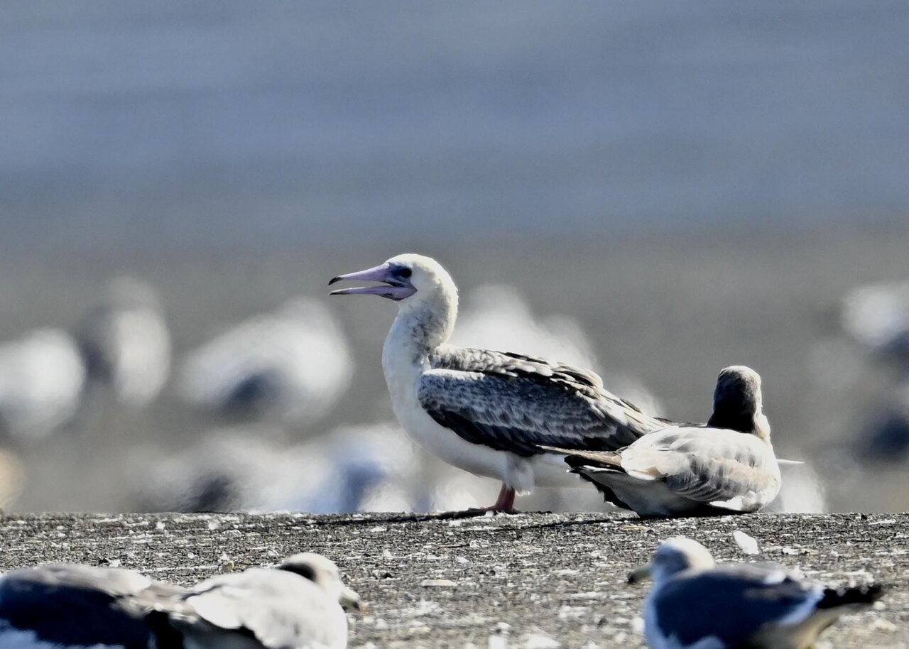 アカアシカツオドリです アオアシカツオドリ - Garadanikki