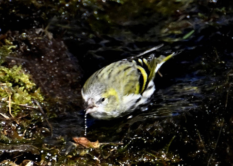 マヒワ♀7357