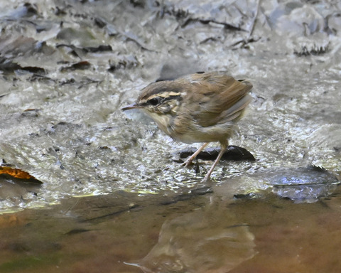 ヤブサメ幼鳥4979