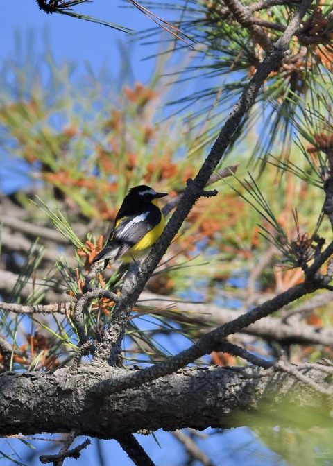 マミジロキビタキ2117