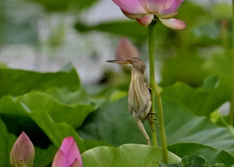 ヨシゴイ♀1149