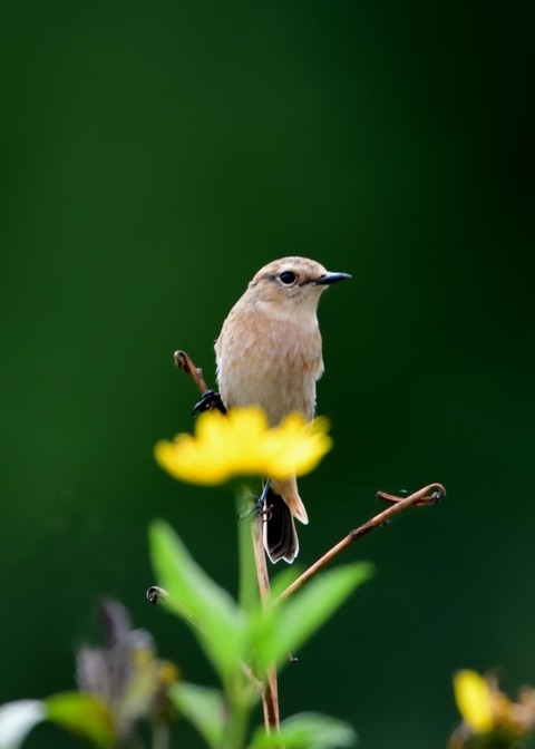 ノビタキ♀冬羽3915