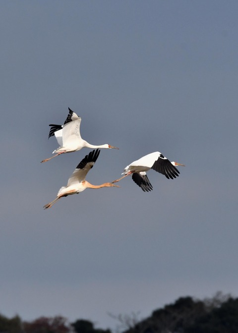 飛ぶ・ソデグロヅル8245