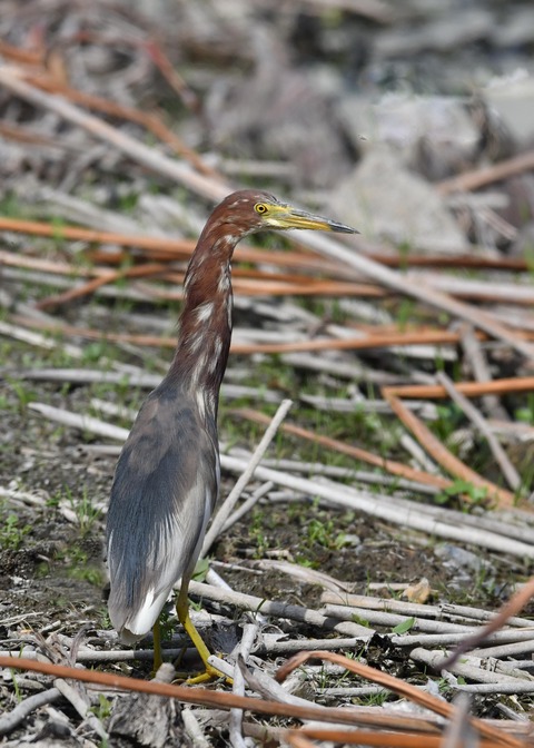 アカガシラサギ1044