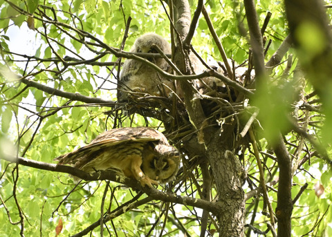 トラフズク♀2752