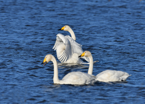 オオハクチョウ3541