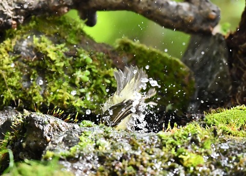 メボソムシクイ0716