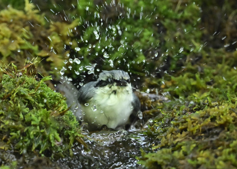 ゴジュウカラ1479