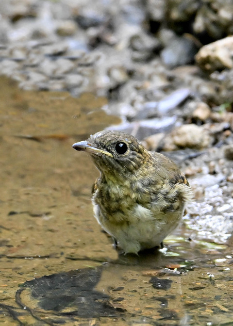 オオルリ♀幼鳥0912