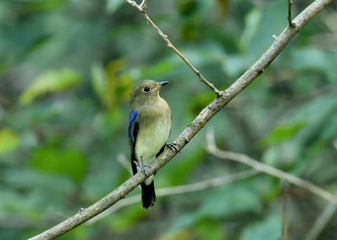 オオルリ♂若鳥0760