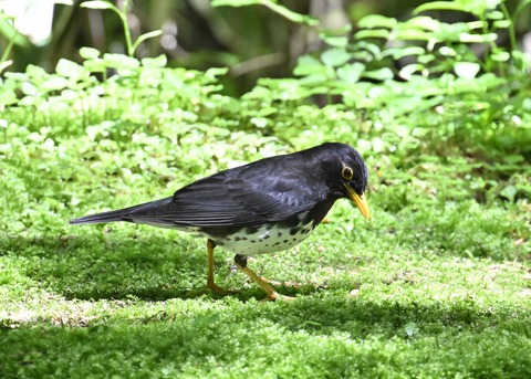 クロツグミ♂3730