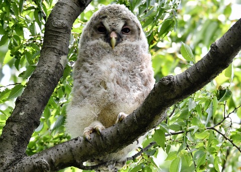 フクロウのヒナ①4216