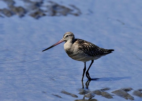 オオソリハシシギ9226