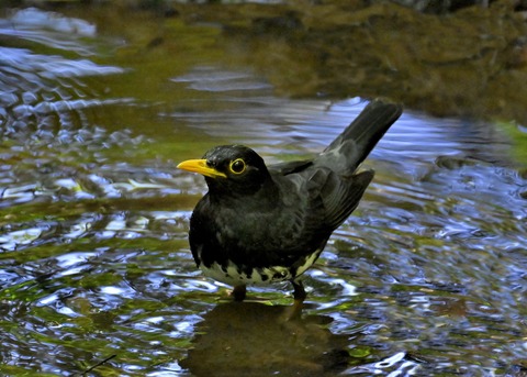 クロツグミ♂5521