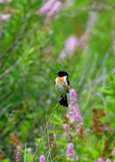 ノビタキ♂1257 - コピー
