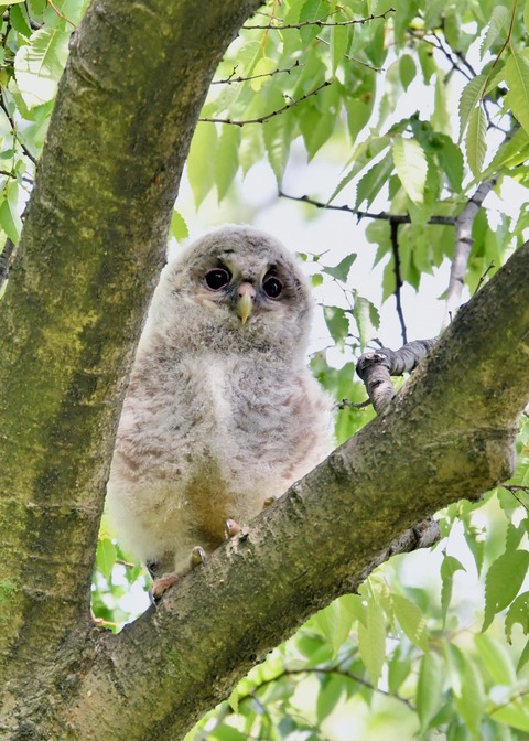 フクロウのヒナ②4452