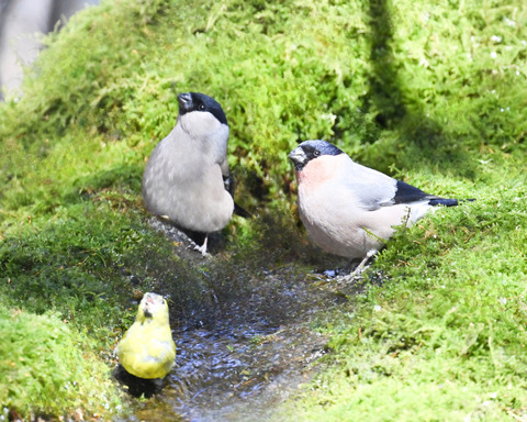アカウソ♂・♀2596