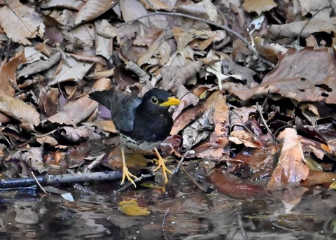 クロツグミ♂4426