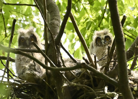 トラフズクのヒナ1872
