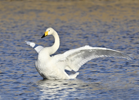 オオハクチョウ7658