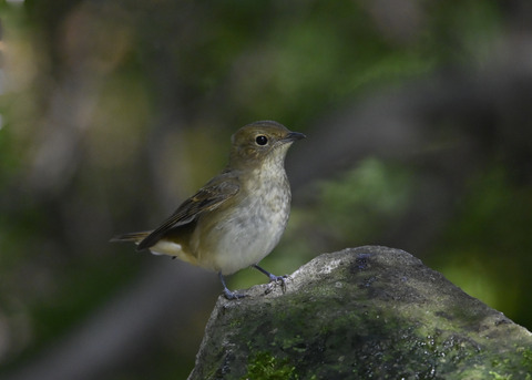 キビタキ♀3252