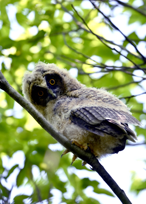 トラフズクのヒナ0616