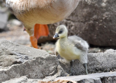 サカツラガンのヒナ0026