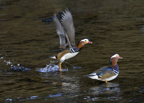 飛ぶオシドリ♂2948
