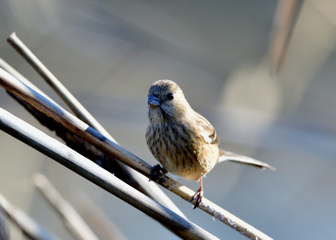ベニマシコ♀9308