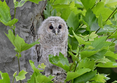 フクロウの雛6003