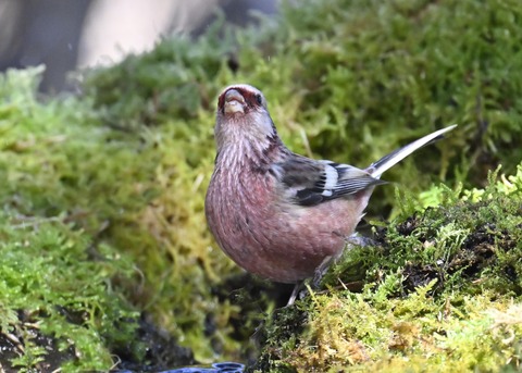 ベニマシコ♂6886