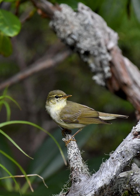 メボソムシクイ0935