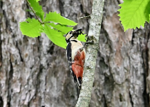 アカゲラ♀5356