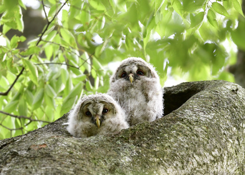 フクロウのヒナ①②4503