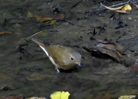 オオルリ♀7245