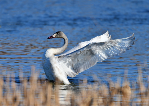 オオハクチョウ8570