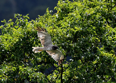 ズグロチュウヒ3488