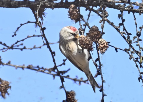 ベニヒワ♀5359