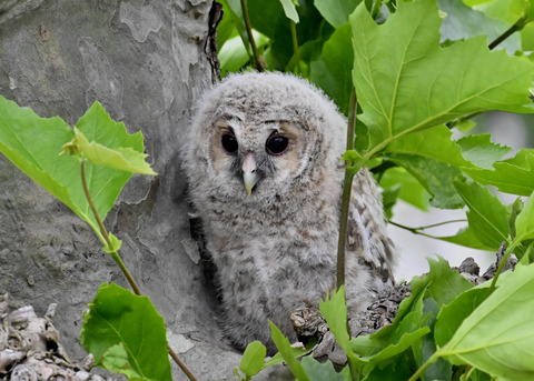 フクロウの雛6164