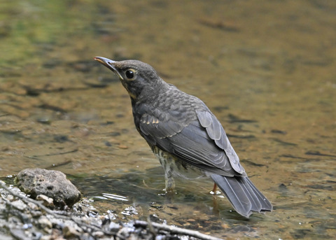 クロツグミ♂幼鳥0394