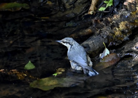 ゴジュウカラ1092