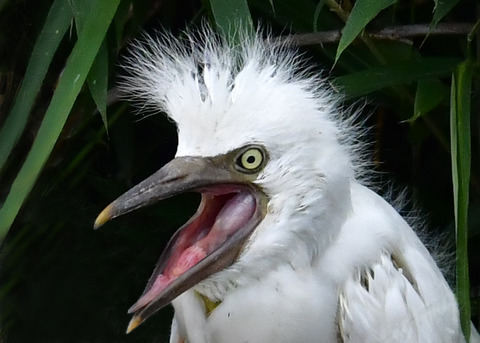 アマサギ7322
