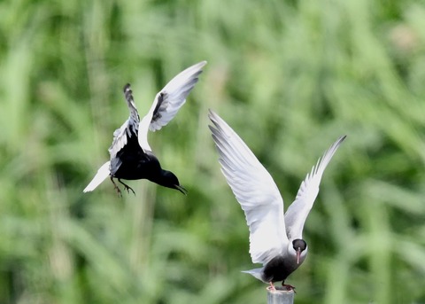 ハジロクロハラアジサシ0101